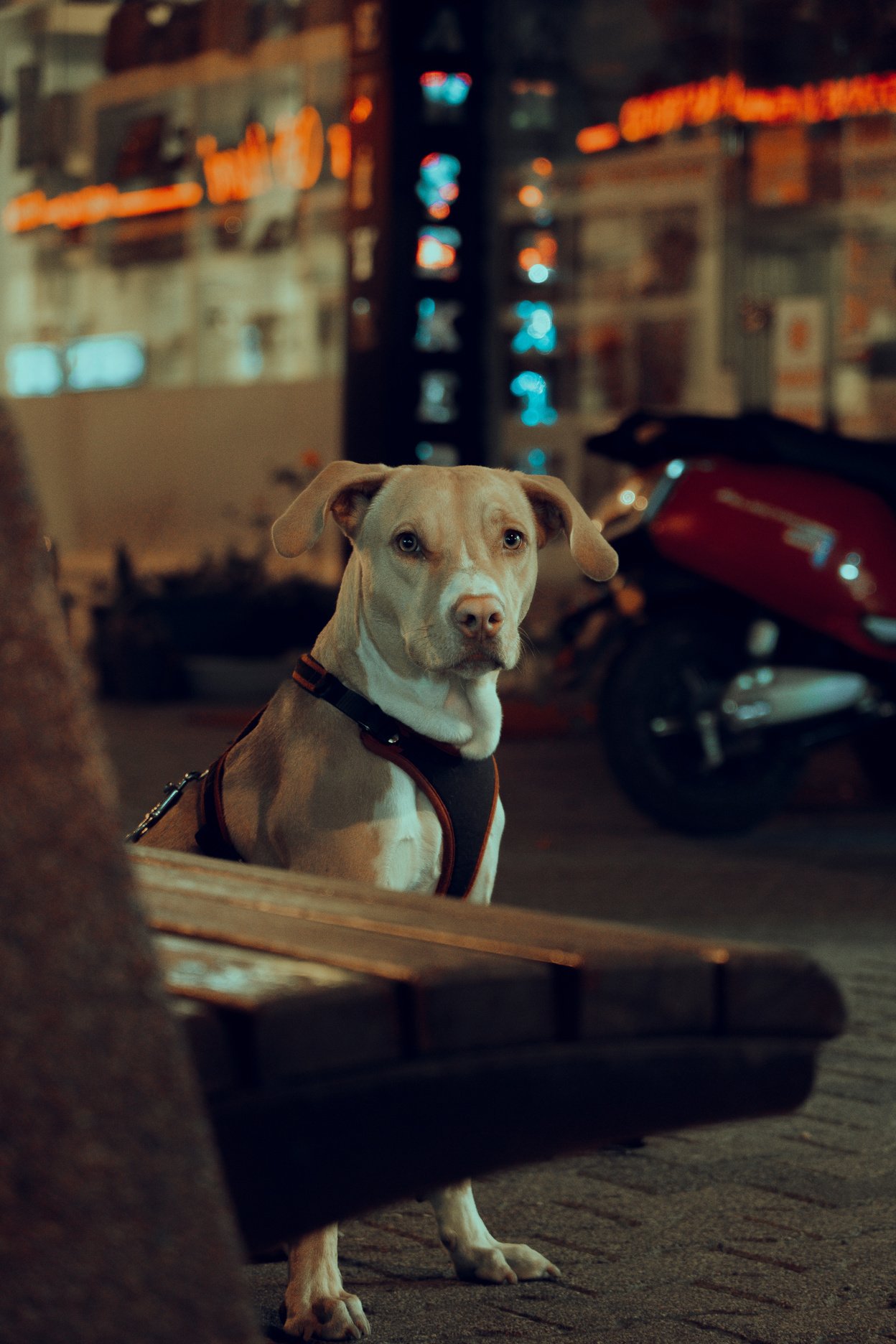 Dog on Sidewalk